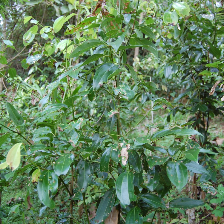 シナモンリーフ(Cinnamon Leaf)