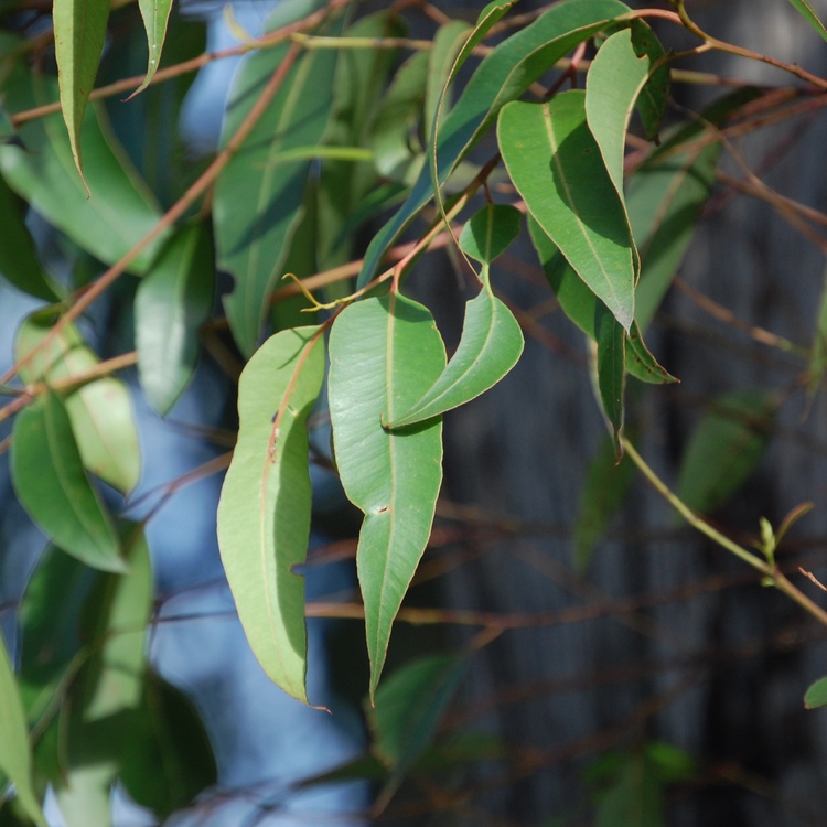 ユーカリブルーガム(Eucalyptus Blue Gum)