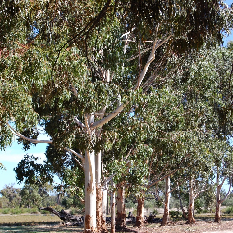 ユーカリブルーガム(Eucalyptus Blue Gum)