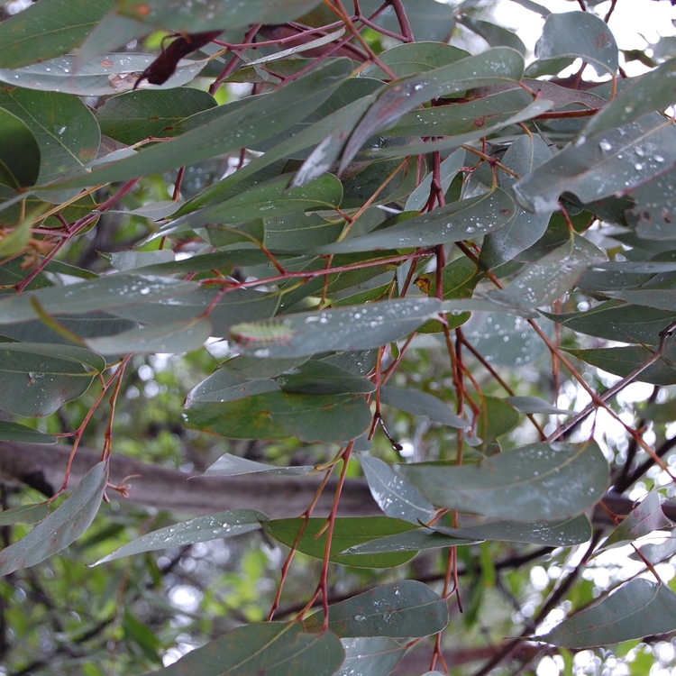 ユーカリディベス(Eucalyptus Dives)