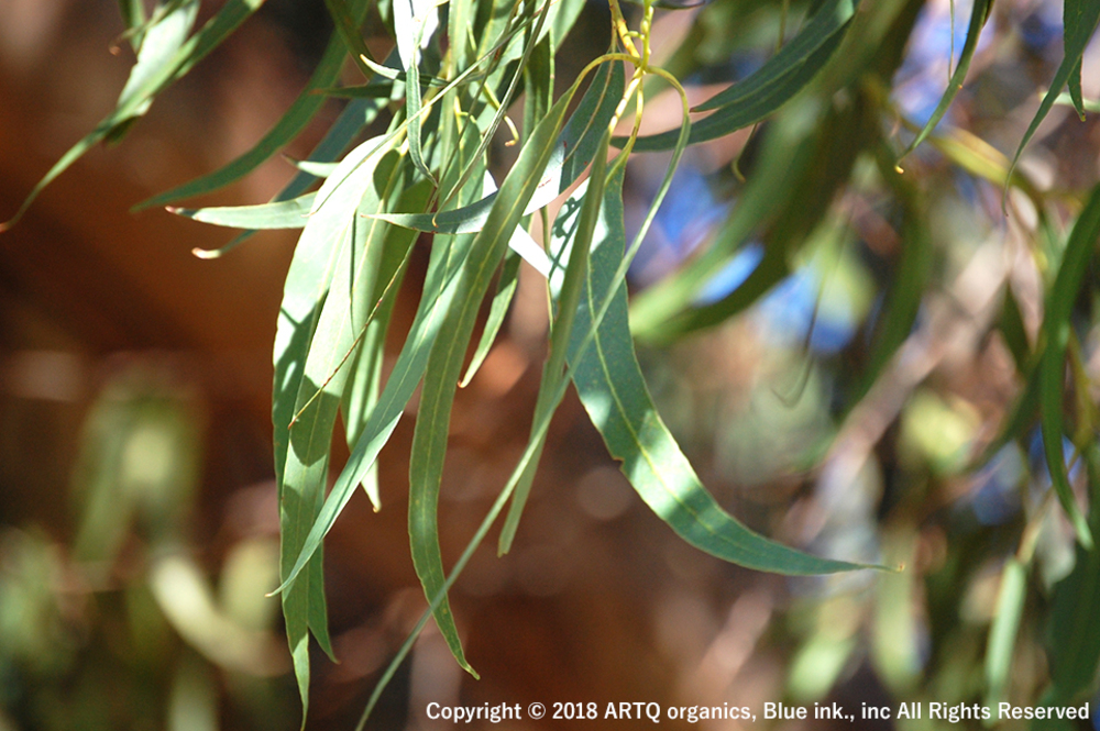 ユーカリナローリーフ(Eucalyptus Narrow Leaf)