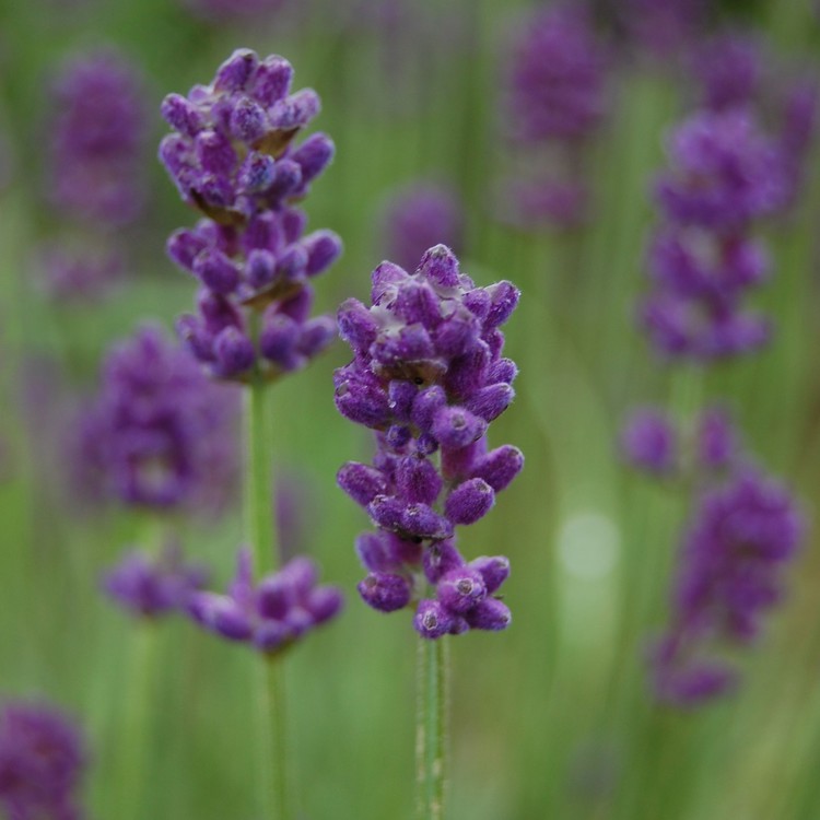 ラベンダーハイアルティチュート(Lavender)