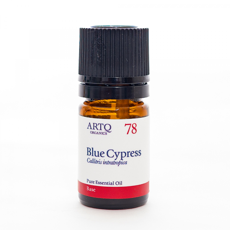 ブルーサイプレス（Blue Cypress）