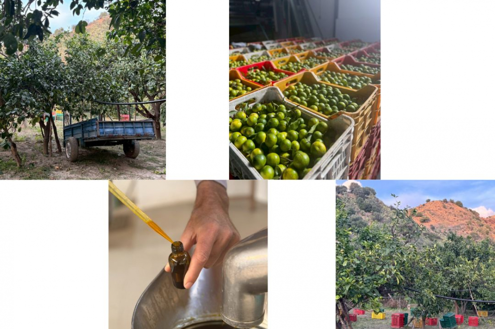 グレープフルーツ 2026 ・100%天然精油