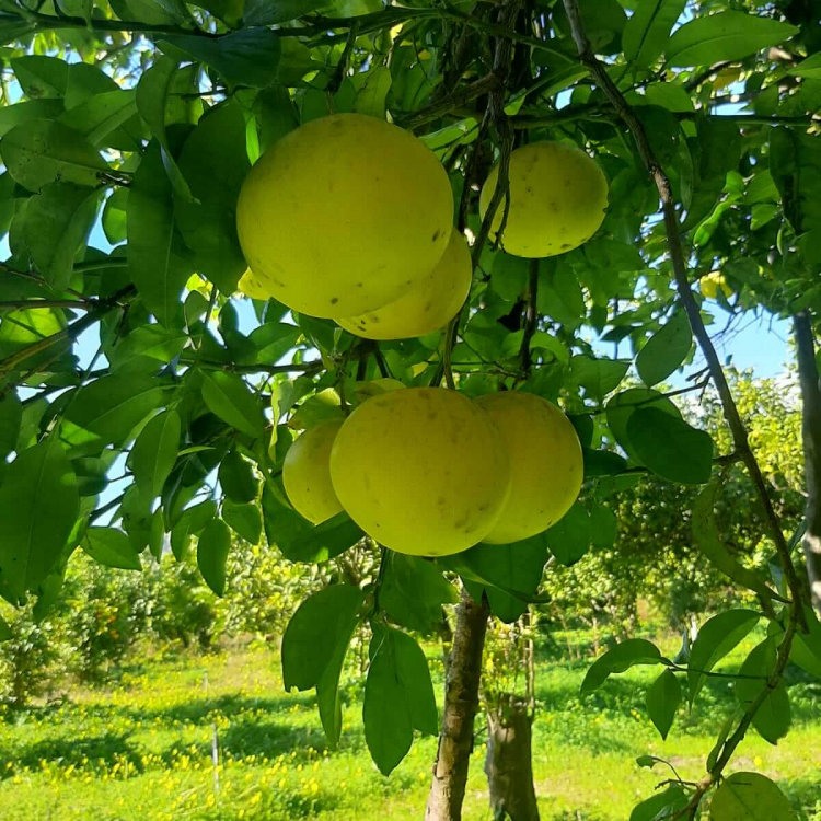 グレープフルーツ 2026 ・オーガニック認証精油