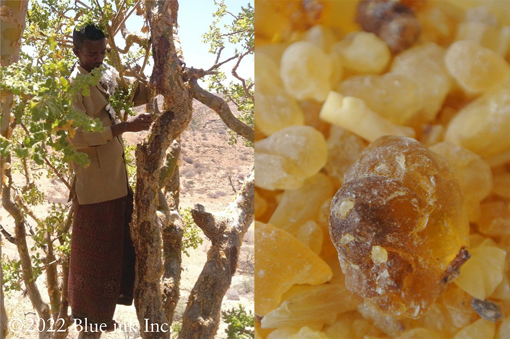 フランキンセンス カルテリ2025・オーガニック認証精油