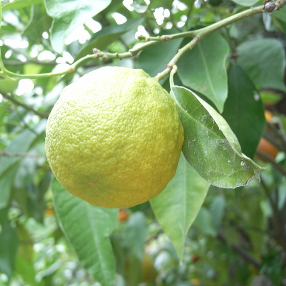 ベルガモット Bergamot アロマセラピー Artq Organics アロマティーク オーガニクス 公式オンラインショップ