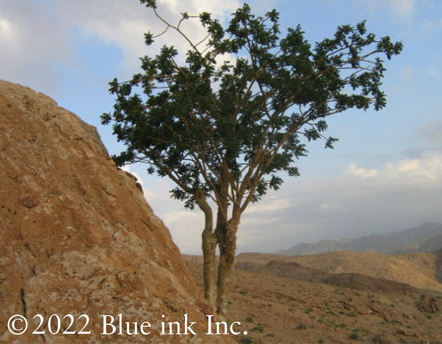 フランキンセンス＆ミルラ.2