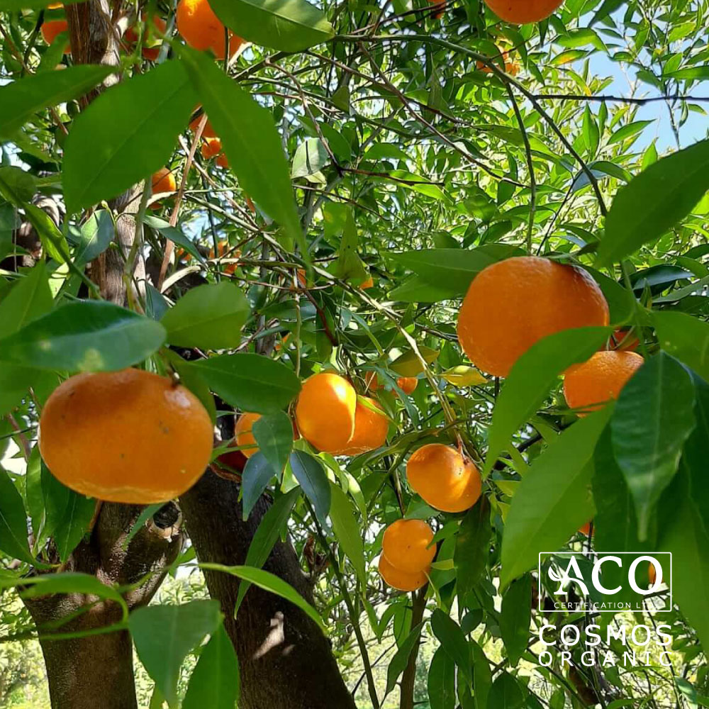 植物：オーガニックレッドマンダリン