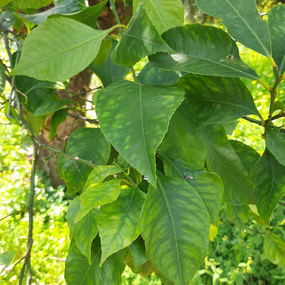 植物：レモンペティグレン