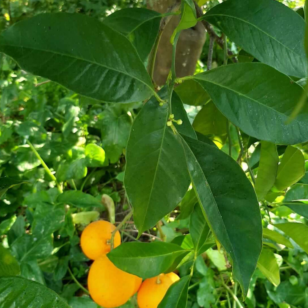 植物：オレンジペティグレン