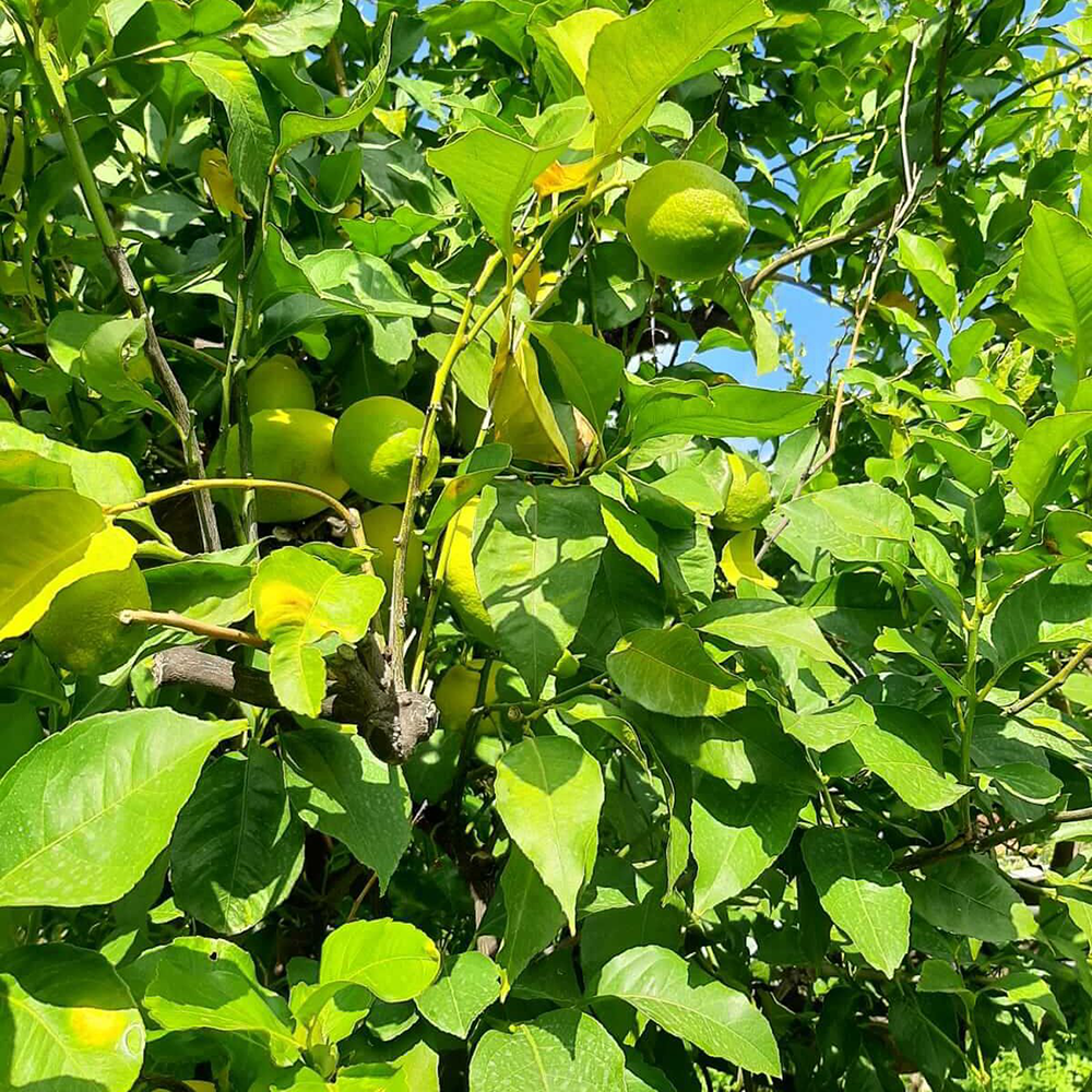 植物｜オーガニックグリーンレモン