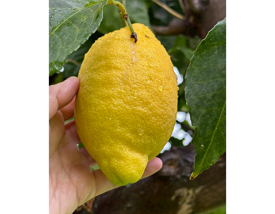 ORGANIC CITRUS FAIR 4