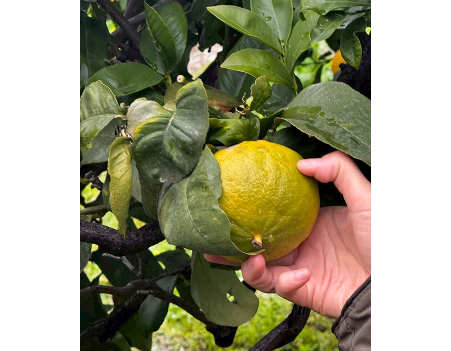 ORGANIC CITRUS FAIR 5