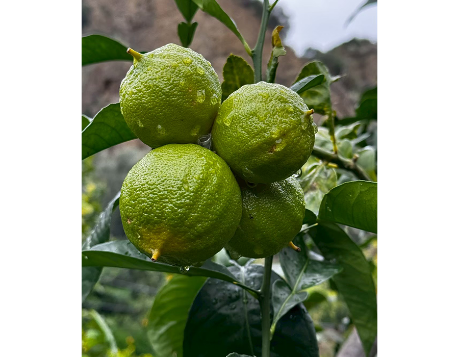 Bergamot 2