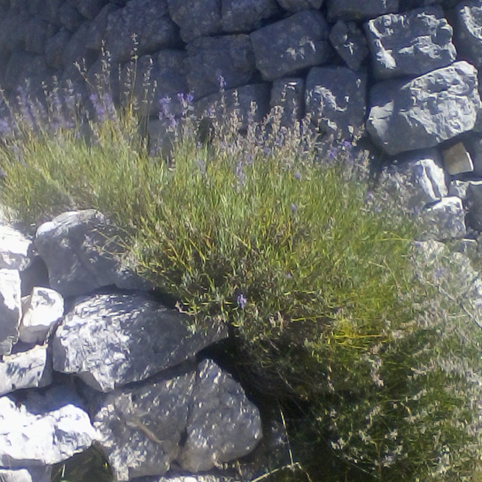 植物｜フランス産ワイルドラベンダー精油