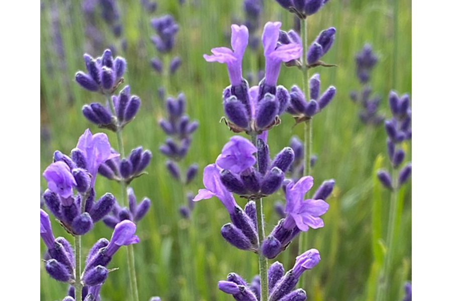 オーガニックラベンダー