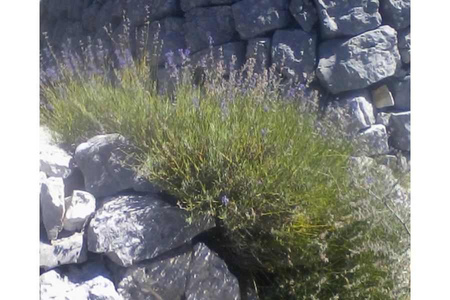 ワイルドラベンダー