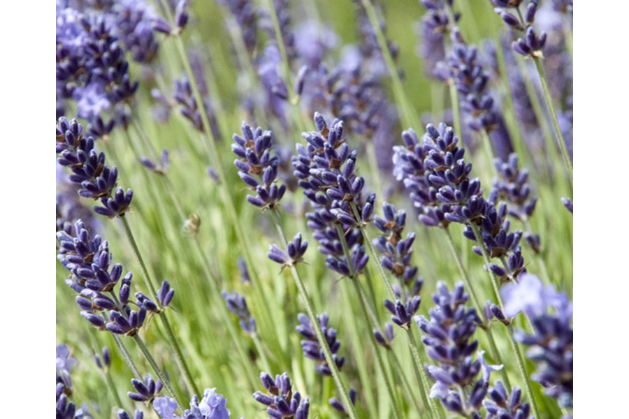 ラベンダースパイク