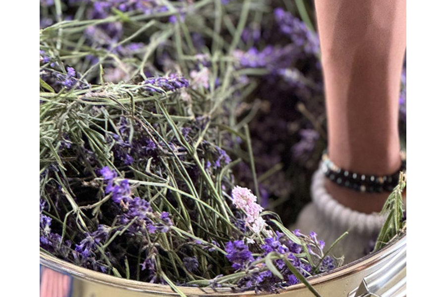 オホーツクラベンダー