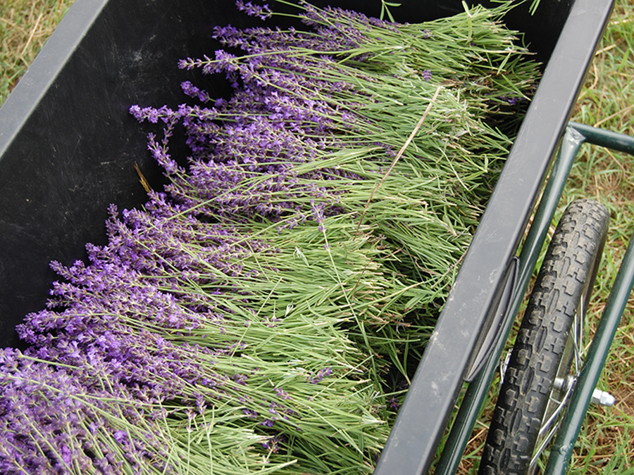 アロマセラピーの原点 ラベンダー