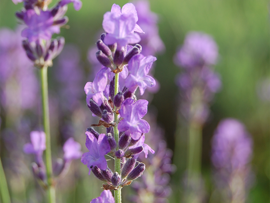 アロマセラピーの原点 ラベンダー