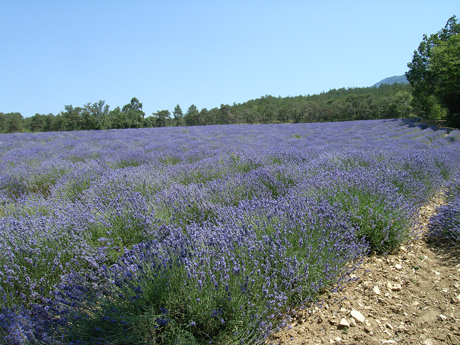 アロマセラピーの原点 ラベンダー