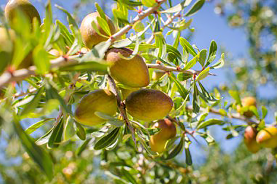 ARGAN アルガン