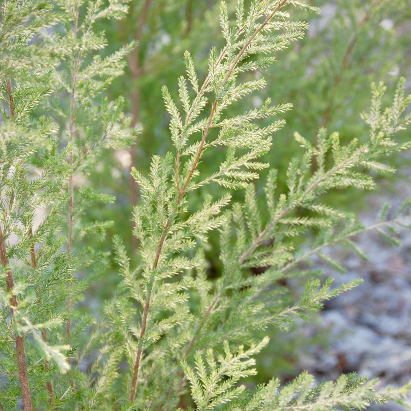 ホワイトクンジィア 植物