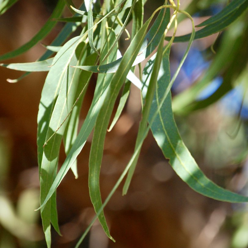 ユーカリナローリーフ 植物