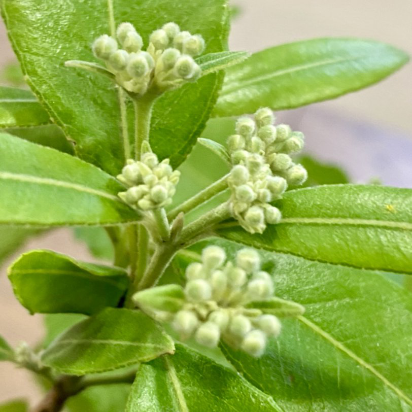 レモンマートル 植物